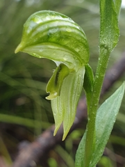 Pterostylis chlorogramma