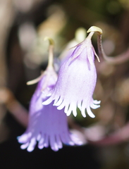 Soldanella pusilla