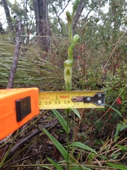 Pterostylis chlorogramma