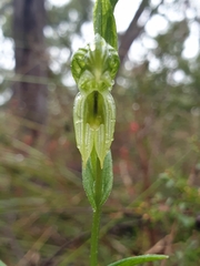 Pterostylis chlorogramma