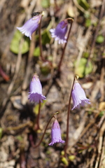 Soldanella pusilla