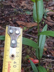 Pterostylis chlorogramma