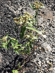 Euphorbia heterophylla