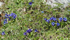 Gentiana acaulis