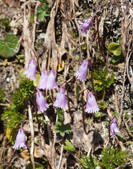 Soldanella pusilla