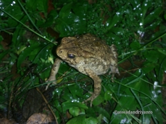 Ingerophrynus biporcatus