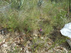 Dalea tenuis