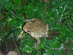Ingerophrynus biporcatus