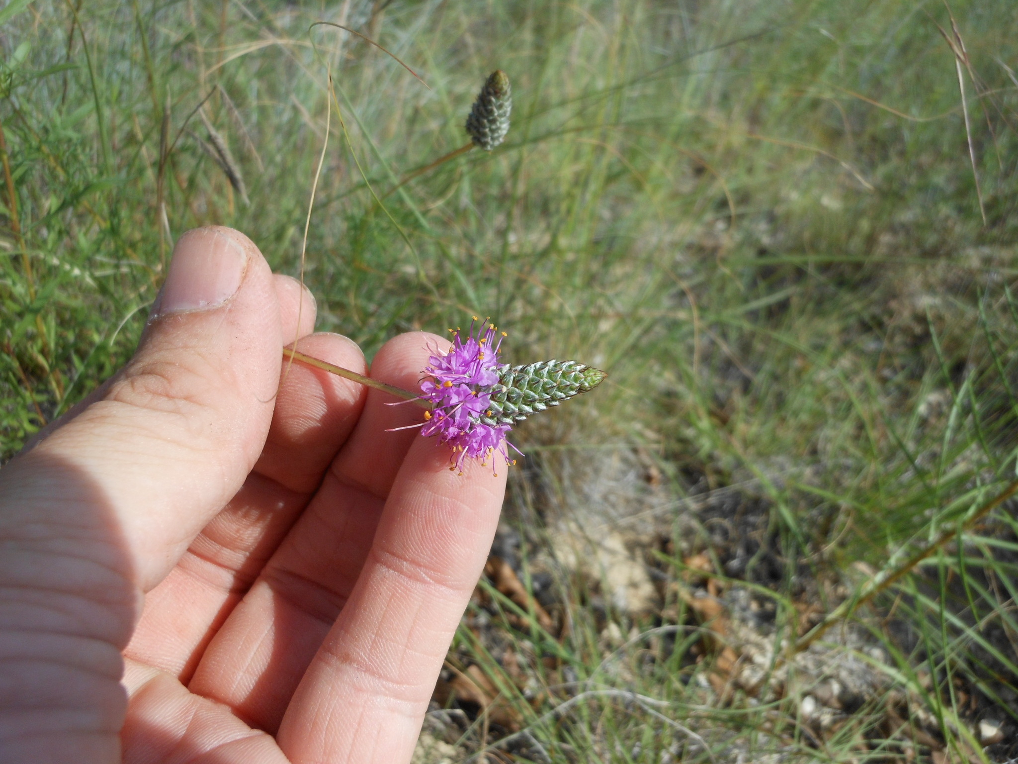 Dalea tenuis