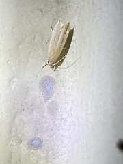 Limnaecia phragmitella