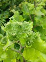 Arctium nemorosum