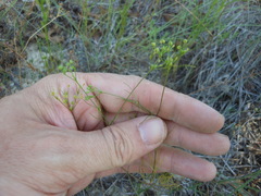 Spermolepis inermis