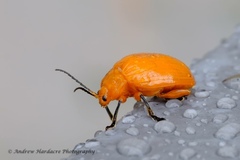Podontia lutea