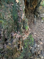 Stemonitopsis