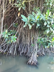 Bruguiera gymnorhiza