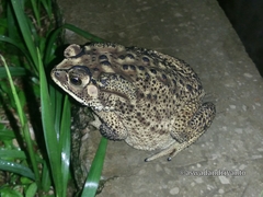 Duttaphrynus melanostictus