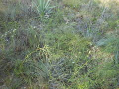 Pediomelum linearifolium