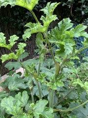 Heracleum sphondylium