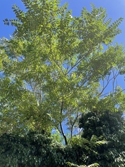 Ailanthus altissima