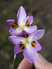Aristea teretifolia