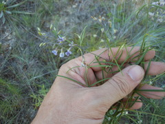 Pediomelum linearifolium