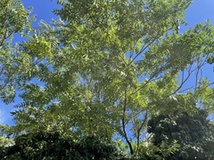 Ailanthus altissima