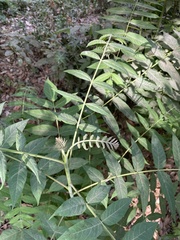 Ailanthus altissima