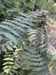 Ailanthus altissima