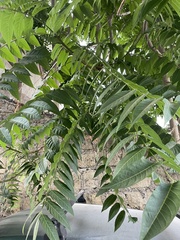 Ailanthus altissima