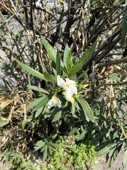 Nerium oleander