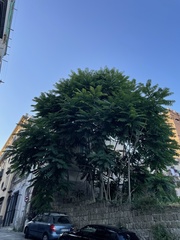 Ailanthus altissima