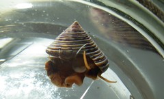 Calliostoma zizyphinum