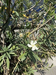 Nerium oleander