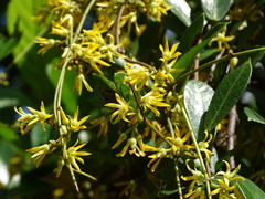 Toxocarpus wightianus