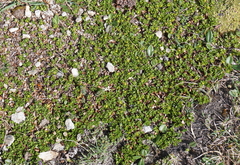 Salix herbacea