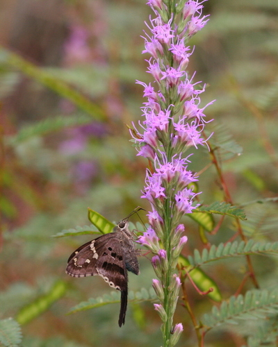 Clusterleaf Gayfeather (Variety Liatris tenuifolia quadriflora ...