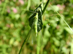 Nineta vittata