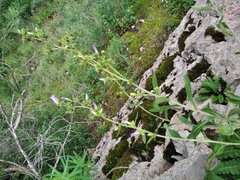 Campanula sibirica taurica