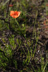Moraea insolens
