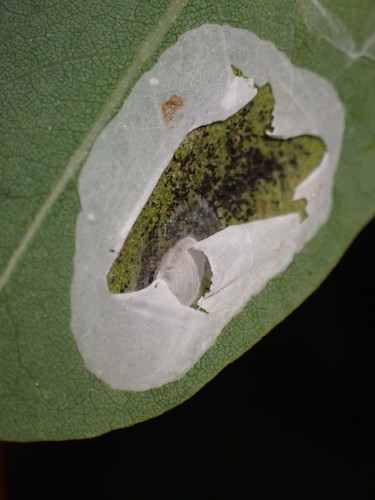 Black Locust Leafminer photo 4