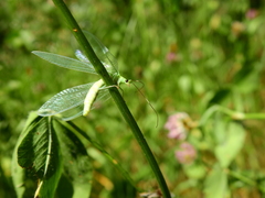 Nineta vittata