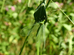 Nineta vittata