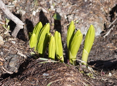 Veratrum lobelianum