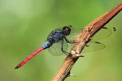 Orthetrum schneideri