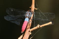 Orthetrum schneideri