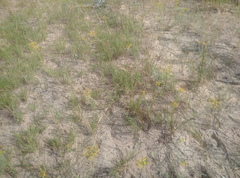 Agropyron dasyanthum