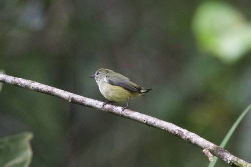 Black-sided Flowerpecker (Dicaeum monticolum), photo 2