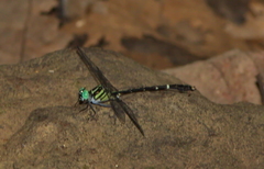 Microgomphus