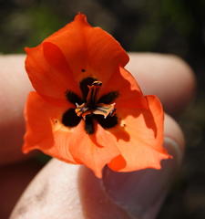 Moraea insolens