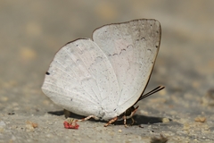 Curetis santana